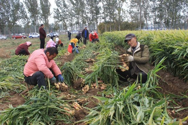 莱州生姜最新行情｜莱州生姜实时动态