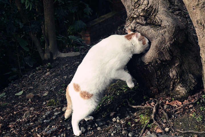 悠然呼吸的猫咪新篇章